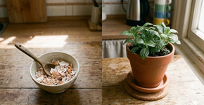 Colocar casca de ovo nas plantas: para que serve e por que é recomendado