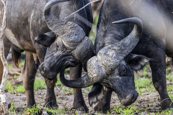 Animais ficam mais à vontade com o safári sem barulho e sem cheiro, devido ao carro elétrico na savana