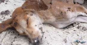 Cachorro é abandonado e até as moscas acharam que estava morto