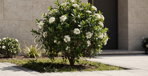 A árvore compacta que virou tendência em jardins pequenos porque não cresce demais e mantém a beleza o ano todo