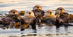 O motivo fofo de as lontras dormirem de mãos dadas no meio do rio