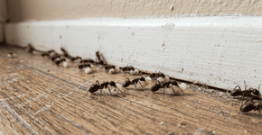 Se você vir formigas carregando ovos pelo chão da sua casa, nós lhe diremos o que isso significa e por que não é o que você está pensando