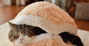 Para fugir do frio, gatos buscam esconderijo inusitado