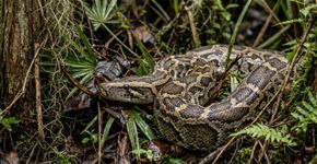 Flórida usa coelhos robôs para atrair pítons invasoras e proteger os Everglades