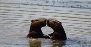 Casal de capivaras troca beijos e internet se derrete de amor
