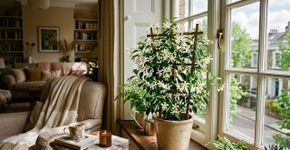 A planta mais perfumada do mundo: como cultivá-la em vaso dentro de casa