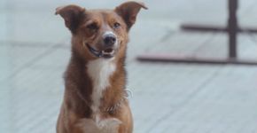 Campanha emocionante promove doação de órgãos