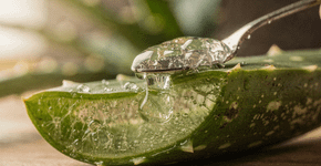 Receitas seguras com aloe vera para revitalizar a pele e manter a aparência firme sem procedimentos invasivos