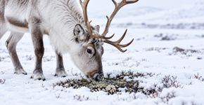 Este animal enxerga cores que nós não vemos e usa isso para encontrar alimento escondido na neve