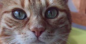 Gato sobrevive após 12 min em ciclo quente de máquina de lavar