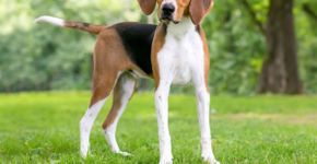 4 características do cachorro da raça foxhound americano