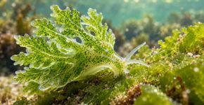 O animal que rouba partes de plantas para produzir seu próprio alimento usando a luz do sol