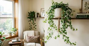 Esta é uma das plantas trepadeiras de interior mais elegantes, mas que muitos evitam. É fácil de manter e cresce rapidamente