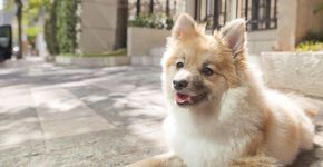 Site reúne interessados em hospedar cães de outras pessoas