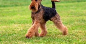 Grupo terrier: 7 raças de cachorro com muita energia 