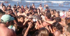 Filhote de golfinho morre após turistas o tirarem do mar para tirar selfies