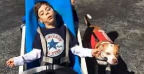 Pitbull ganha direito de levar seu dono com paralisia à escola