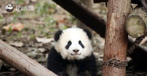 Carente, bebê panda se agarra ao cuidador e vídeo viraliza