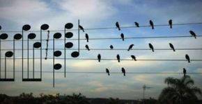 Músico brasileiro cria melodia inspirado em pássaros num fio elétrico