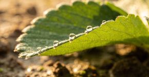 O que significa a sua planta estar chorando e liberando gotas de água pela manhã?