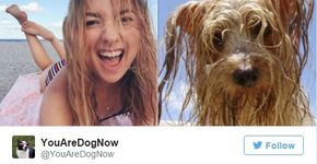 Esta conta no Twitter encontra o seu ‘sósia’ canino no mundo