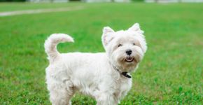 Dose de fofura: 7 raças de cachorro pequenas e brancas