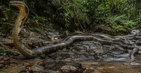Parece uma cobra perigosa e pode alcançar 2,5 metros, mas a muçurana caça jararacas e é inofensiva para humanos