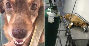Abrigo de animais é invadido e cachorros são espancados em Maceió