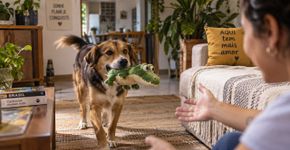 O que significa quando seu cachorro leva um brinquedo até você, mas não deixa pegar?