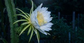 A pitaia abre suas flores à noite e existe um motivo para esse comportamento pouco conhecido