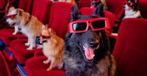 Cinema nos EUA é o 1º do mundo a permitir cães em sessões
