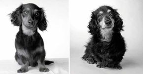 Ensaio fotográfico emocionante mostra como os cães envelhecem