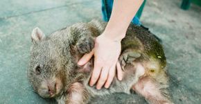 Veja imagens de animais que amam receber carinho na barriga