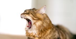 Foto: (Julia Gomina/istock)