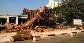 No Ipiranga, árvore centenária é derrubada para construção de prédios