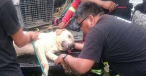 Cachorro morre de exaustão após ajudar a socorrer vítimas de terremoto no Equador