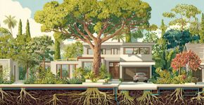 Que árvores nunca devem ser plantadas perto de casa e porquê?