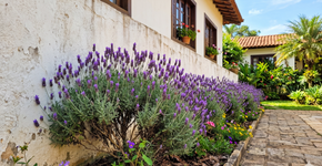 Poucas pessoas sabem: a planta ideal para o seu muro que não quebra o reboco, floresce o ano todo e afasta insetos