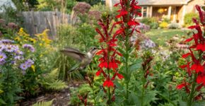7 plantas perenes nativas para plantar em setembro e transformar o jardim em uma fonte de néctar para beija-flores durante a migração