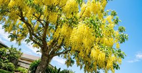 A árvore de flores amarelas que chama atenção nos jardins porque cresce rápido, atrai polinizadores e colore o quintal por semanas