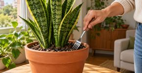 Colocar um garfo de metal no vaso da planta língua de sogra: para que serve e como usá-lo