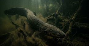 O animal amazônico que parece saído de um filme de terror caça num ambiente onde quase nada consegue vê lo chegando