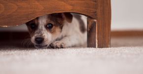 Foto: (ishidako/istock)
