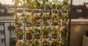 Ideias inspiradoras para uma horta de pimentas usando garrafas de plástico: embeleze seu quintal