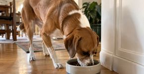 O cachorro continua comendo normalmente, mas alguma coisa mudou: 7 sinais silenciosos de desconforto que passam despercebidos dentro de casa