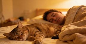 O que significa quando um gato escolhe dormir perto de você?