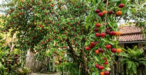 A fruta que lembra uma pequena maçã cresce em uma árvore que chama atenção quando fica carregada