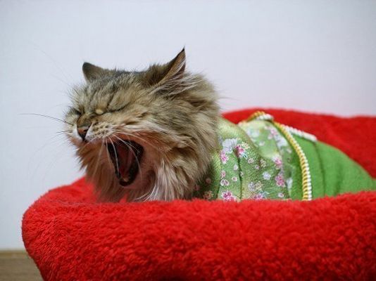 Gatos vestem quimono no Japão/ Imagem: Reprodução/ RocketNews24