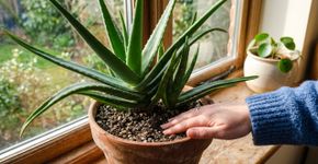 Conselhos para famílias que cultivam aloe vera