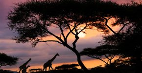 Foto: (Freder/iStock)